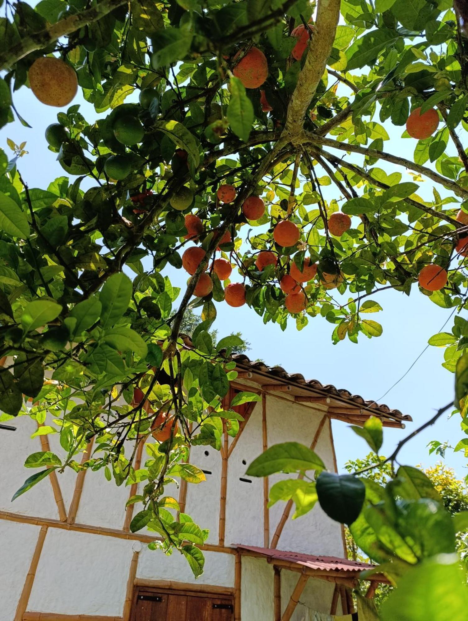 Casa Entera Finca Cometa San Agustín Eksteriør bilde